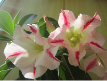 ������� 006.jpg