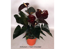 �������� ���������� ����� ( Anthurium Giant Chocolate) -  �� 750 ���.