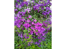 IMG 20170816 192833.jpg