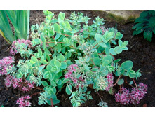 ������ ������. 70�.jpg