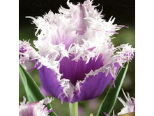 ������� �������� ���. ����.jpg