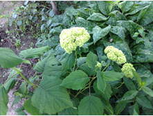 ����� ���������.