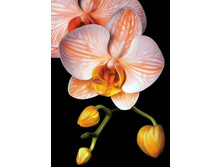 ������� ������� 27�38 Ag 281.jpg