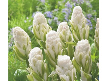 ������� ������� 5 ��. ��. - 122 ���. ��. ���������. ������� 20 ��..jpg