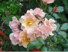 ���� ����