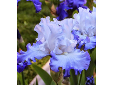 ���� ���������� ���������� ��������