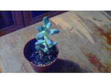 ��������� ����������