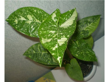 ��������� ����� (Syngonium sp. Panda.) - ������ �������� �������� ...