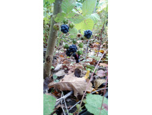 IMG 20170924 130531.jpg