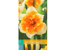 306.280, ������� (Narcissus) Orangery, 5 �� � ��������, 204���+18%, 2��.jpg