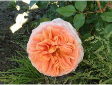 ������� �����