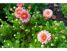 ���������� ����������� Braque Salmon