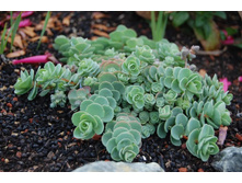 ������ ������ 70�.jpeg