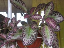 Pink Acajou ( ������� �����)