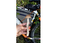 IMG 20170901 113423.jpg