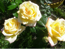 ���� ������ ���