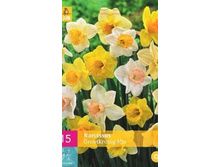 322.990, ������� (Narcissus) Large Cupped Mix, 14 �� � ��������, 24��� �� 1��.jpg