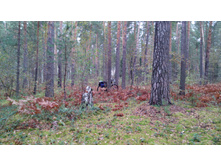 IMG 20170930 102909.jpg