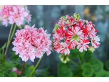 Mallorca � Godshill.jpg