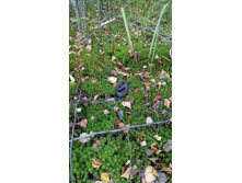 IMG 20170916 124649.jpg