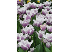 ������� �������� ���. ����2.jpg