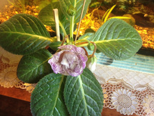 ��������� "�����"