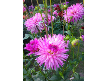 ������� ����