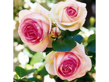 Eden Rose 85 Tantau