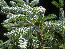 ����� koreana Silberlocke -����.jpg