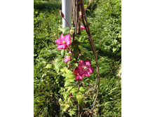 �������� "���� �� ����"