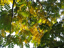 ������������ ���� ������