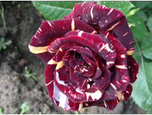 ���� �����������.