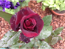 ���� "���� ������"