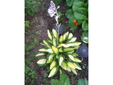 IMG 20170811 194221.jpg