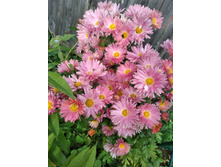 IMG 20170917 153145.jpg