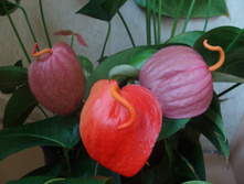 �������� �������