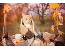 ������� ���