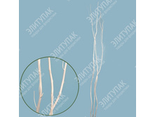 8747068 ������ 150 �� 3 �� � �������� (�����) 240�.jpg