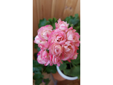 Denise (�������)