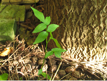 ������������� ����, ������� ��������