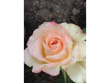 ���� ����