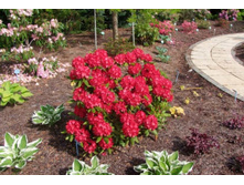 Rhododendron hubr. buzuki.-10,96 ���� �������� 1��.jpeg