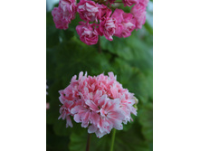 Godshill � Australien Pink Rosebud.jpg