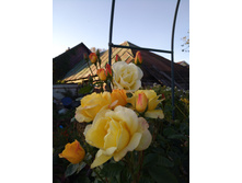 IMG 20170924 164156.jpg