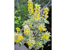 ��������� �������� alexander 90�.jpeg