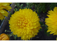 ���������� ��������� "����"