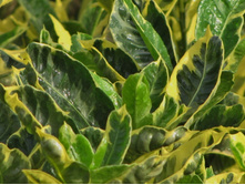 ������� �������� (Codiaeum Eburneum)