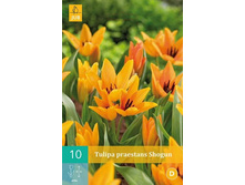 305.080, Tulipa praestans Shogun, 10 �� � ��������, 190���+18%, 1��.jpg