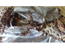 ��������. �������� ����