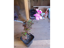 ���������� Meritwin